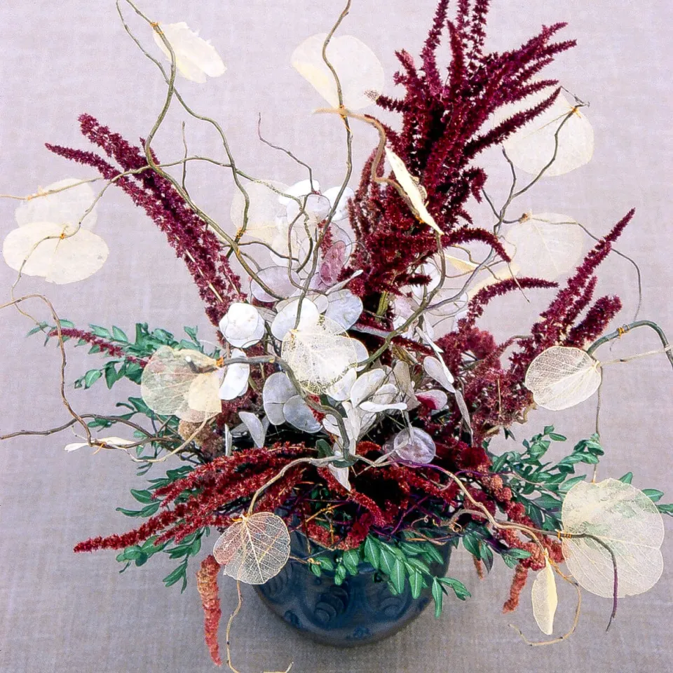 Nur gesunde Mondviolen für Floristik geeignet