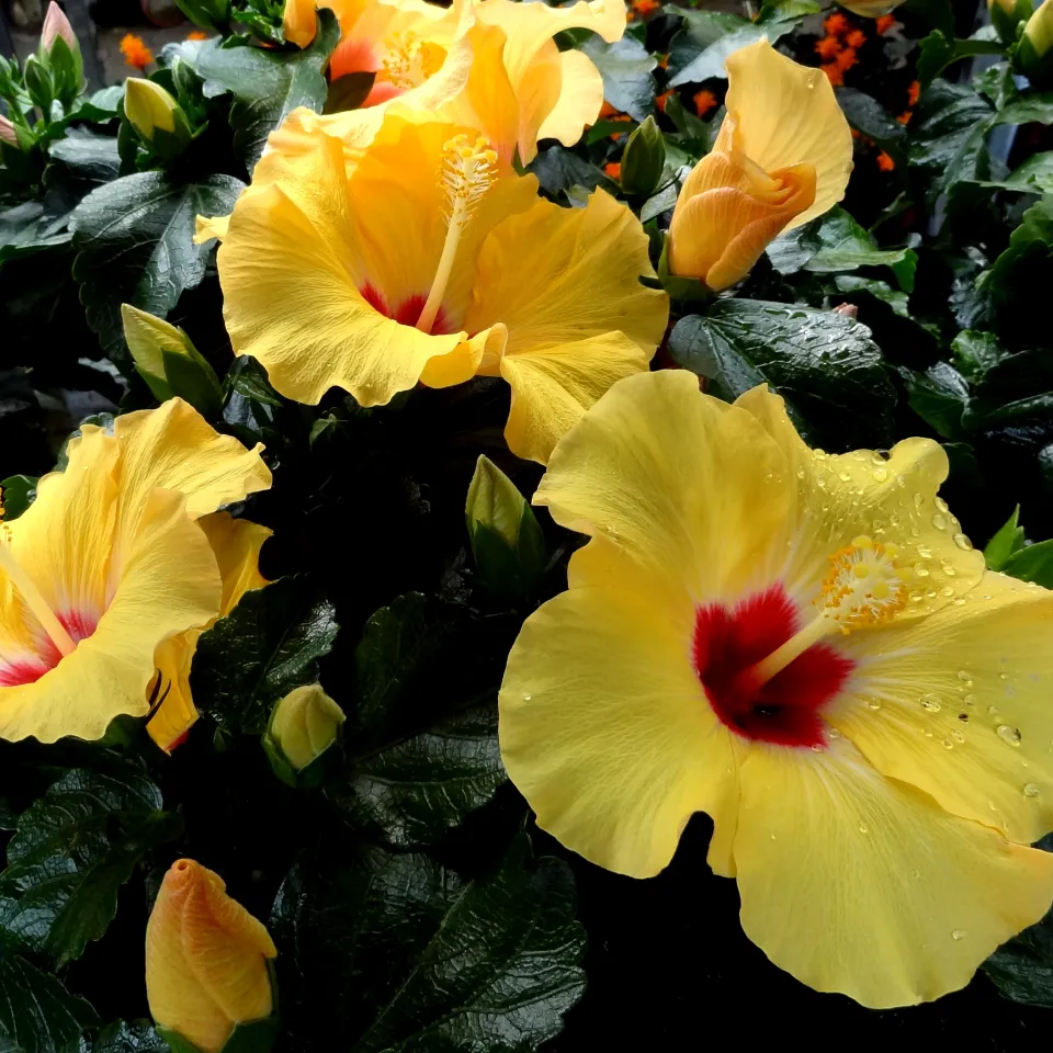 Hibiskus – Chinesischer Roseneibisch