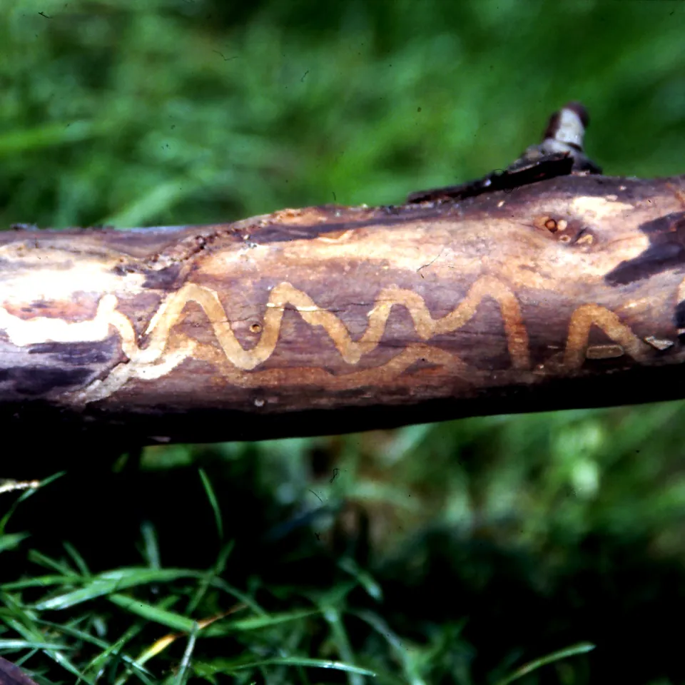 Käfer in Holz und Rinde