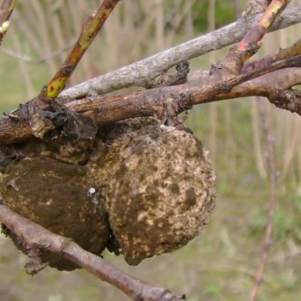 Gesundungsschnitt an Obstgehölzen und sachgerechter Wundverschluss