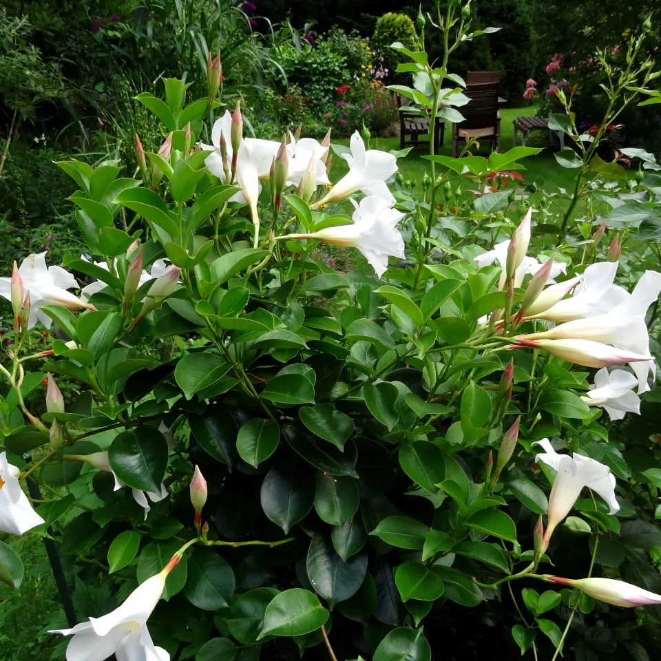 Zimmerpflanze Dipladenia, auch Mandevilla genannt