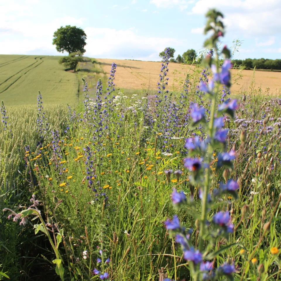 Effizientere Agrarumweltmaßnahmen für eine bessere Biodiversität
