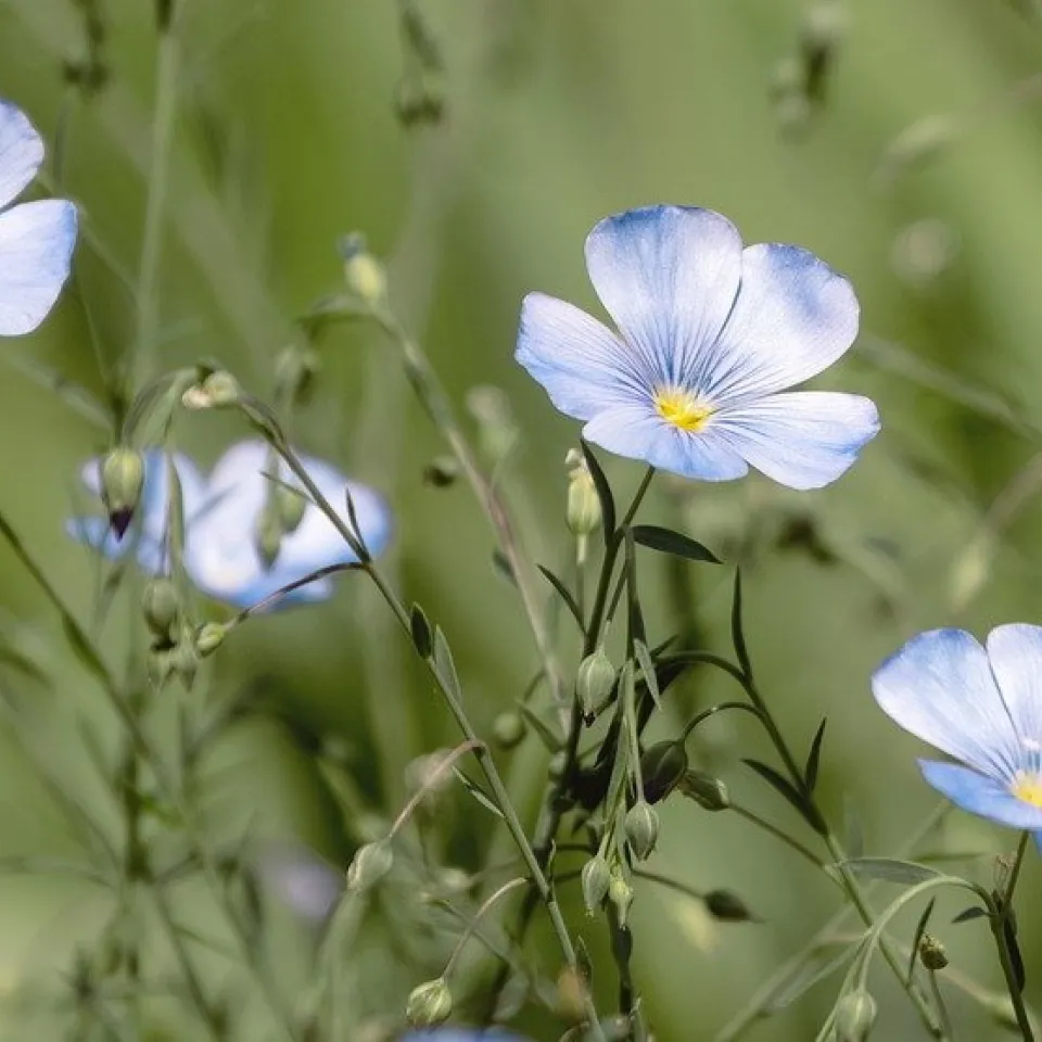 Blau blüht der Flachs
