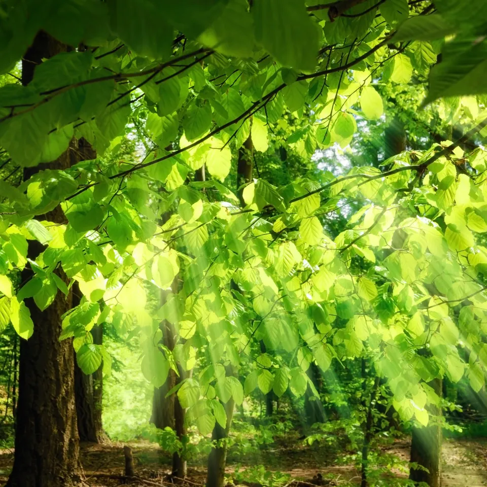 Gesundheitszustand der deutschen Wälder 2015 fast unverändert