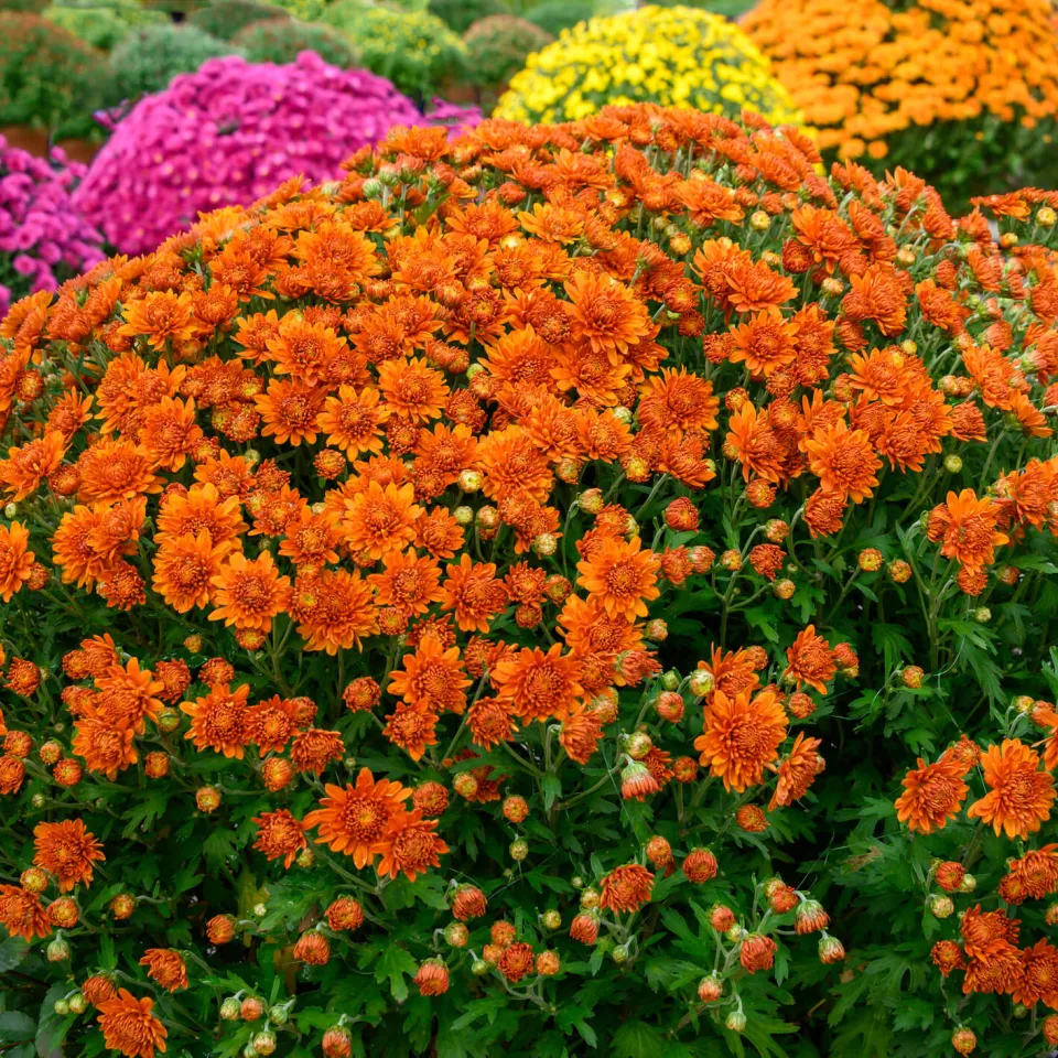 Bunte Spätblüher Chrysanthemen