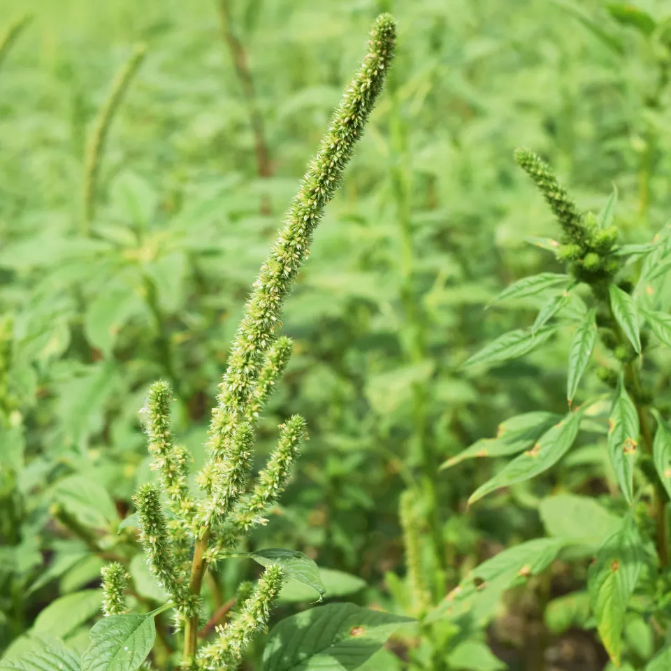 Genom erkannt, Problem halb gebannt