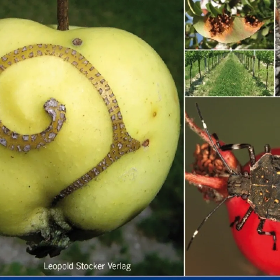 Atlas der Krankheiten, Schädlinge und Nützlinge im Obst- und Weinbau