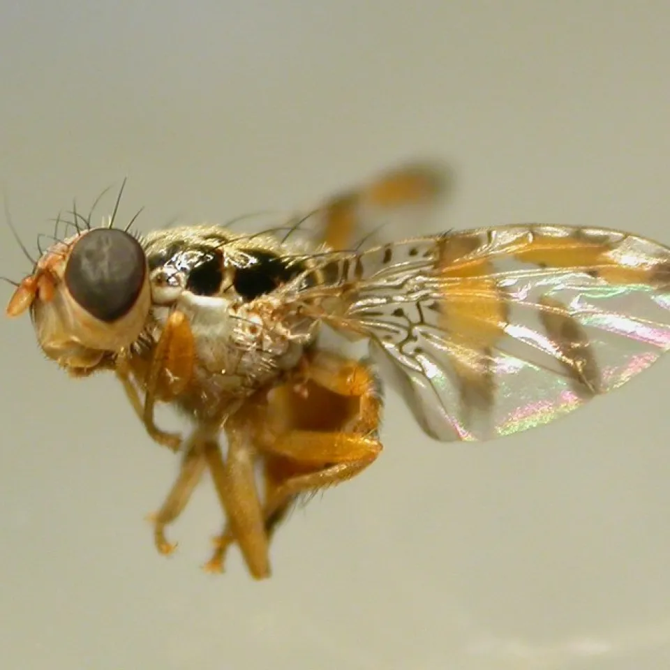 Klimawandel heißt Schädlinge willkommen