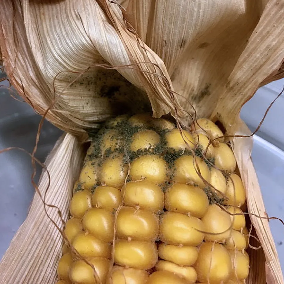 Pilzgifte im Mais reduzieren