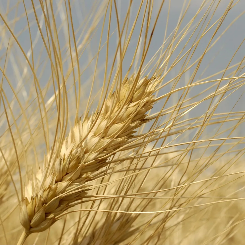 Durum – der Pastaweizen