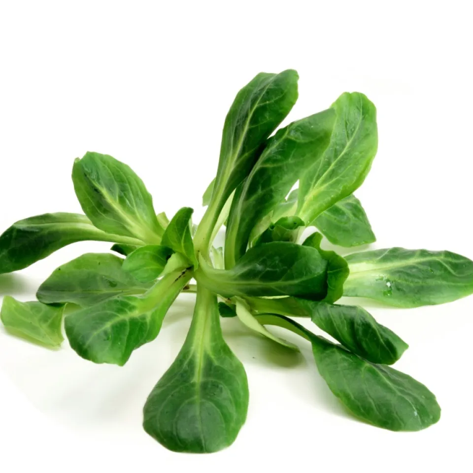 Feldsalat: Nach der Ernte muss es schnell gehen