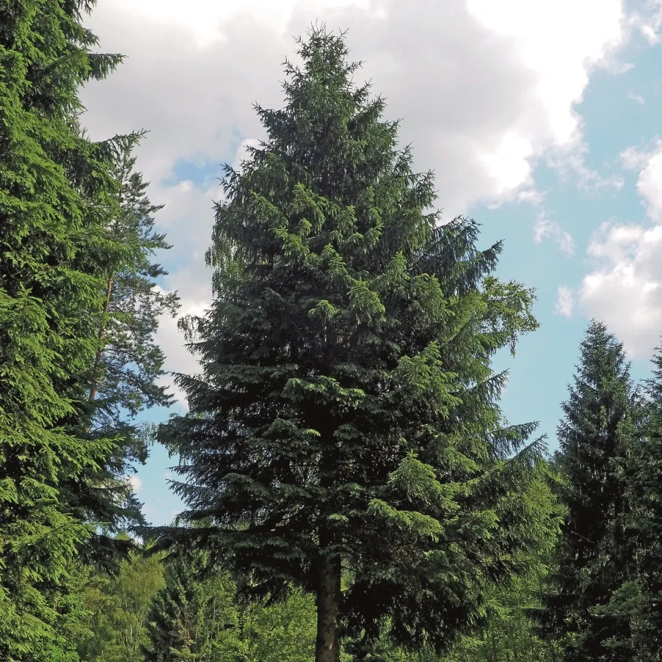 Baum des Jahres 2017: Die Fichte