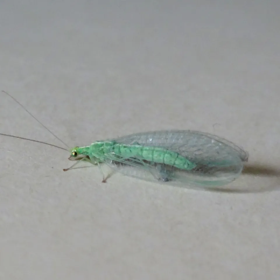 Florfliegen als Gäste in der Wohnung