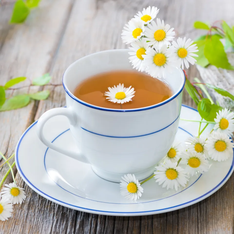 Gänseblümchen ist "Heilpflanze des Jahres 2017"