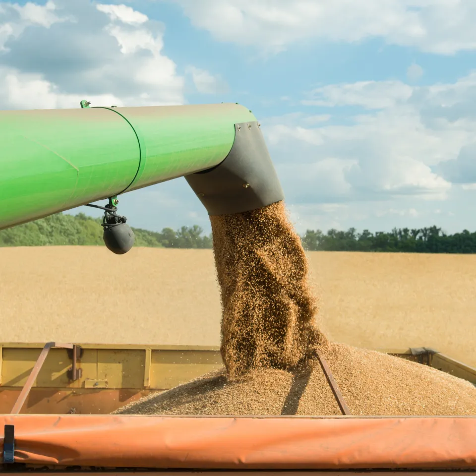 Getreideernte 2017: Leicht unterdurchschnittlich mit großen Schwankungen