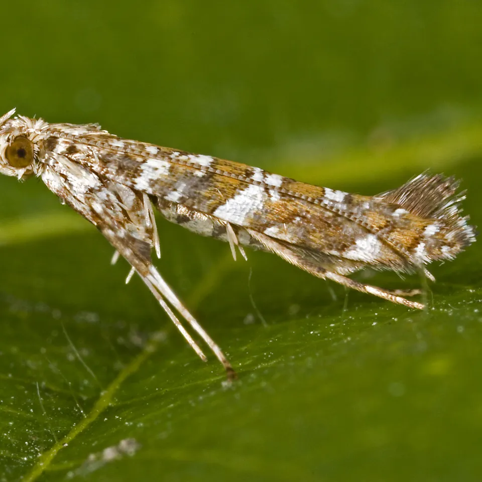 Miniermotten an Ziergehölzen