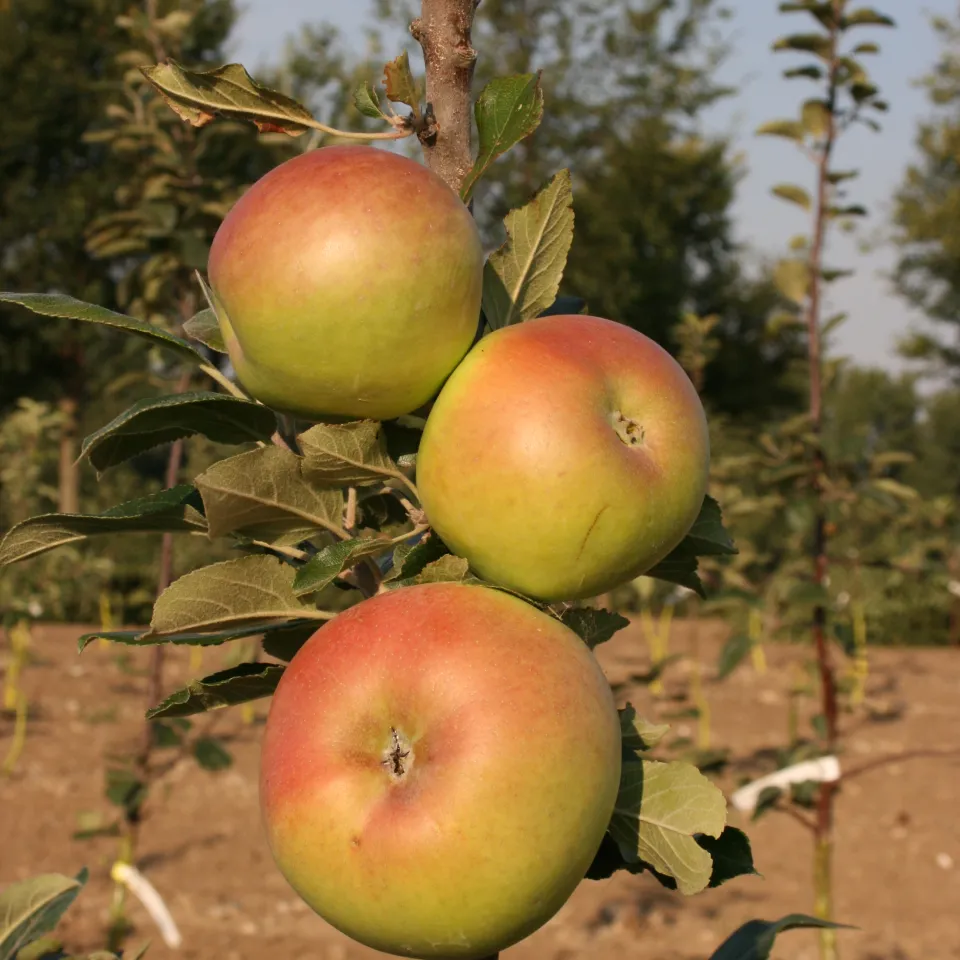 Versuchswesen und Sortenerhaltung im Obstbau