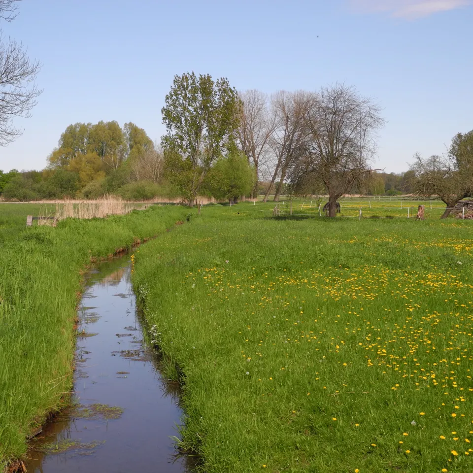 Der Grundwasserboden ist Boden des Jahres 2016
