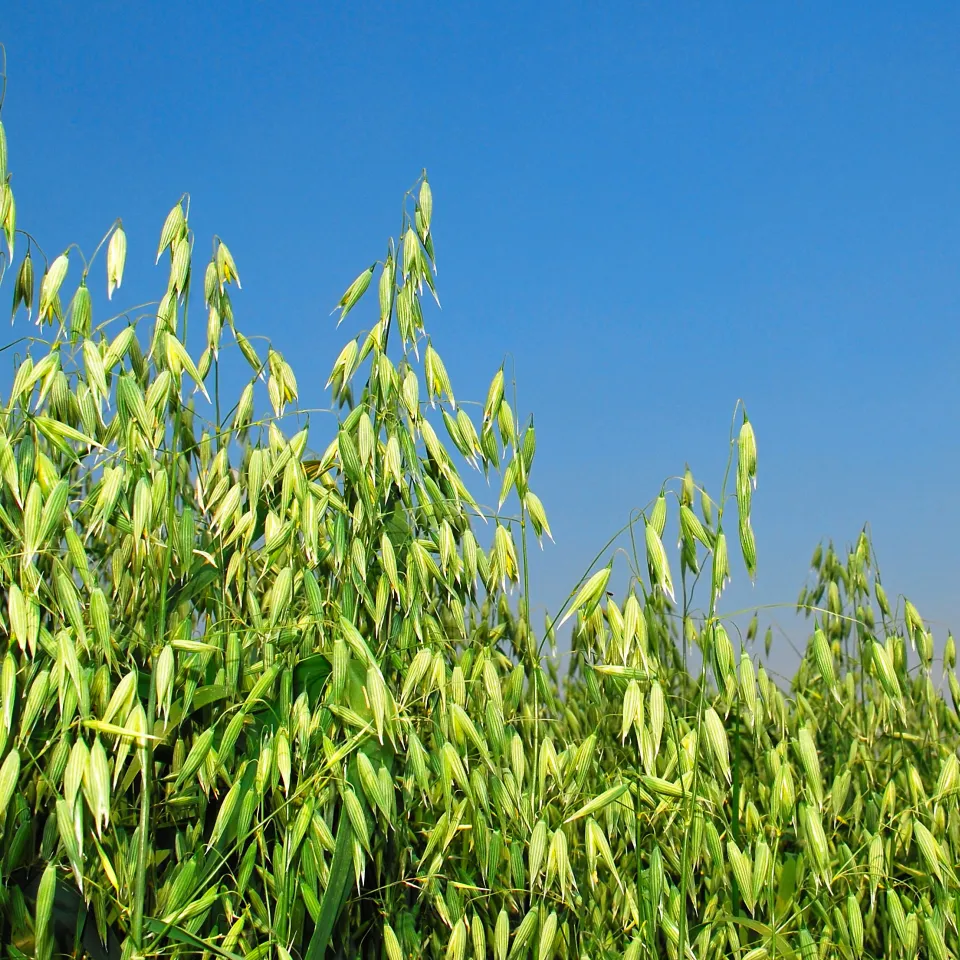 Echter Hafer ist "Arzneipflanze des Jahres 2017"