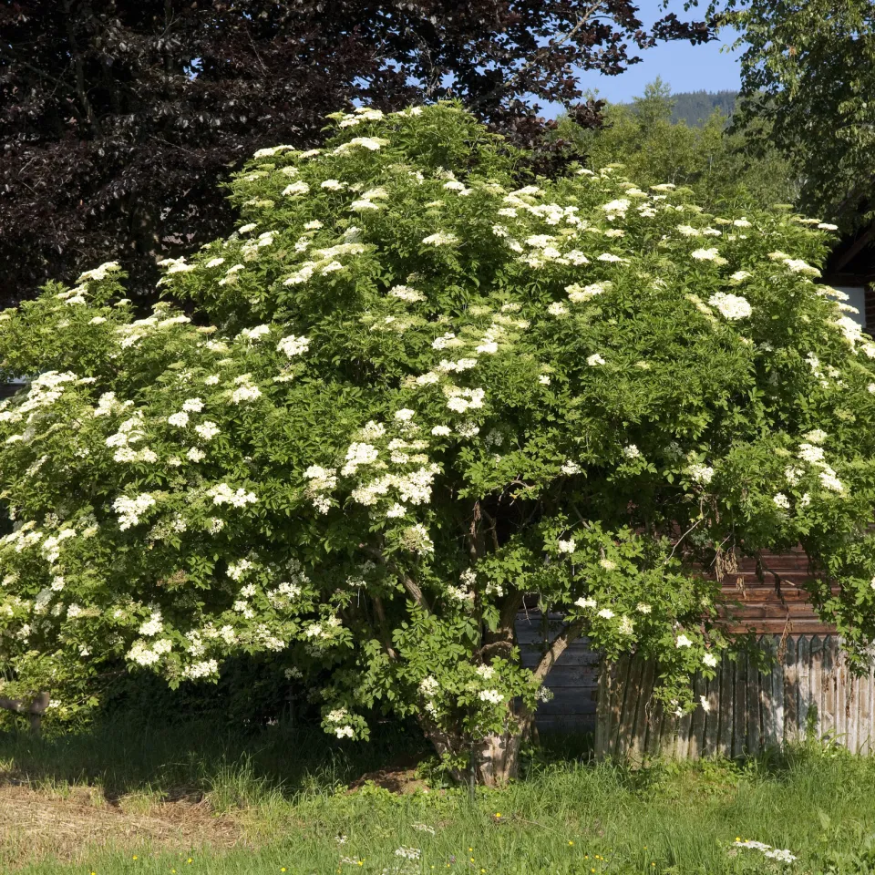 In diesem Strauch steckt ein Zauber