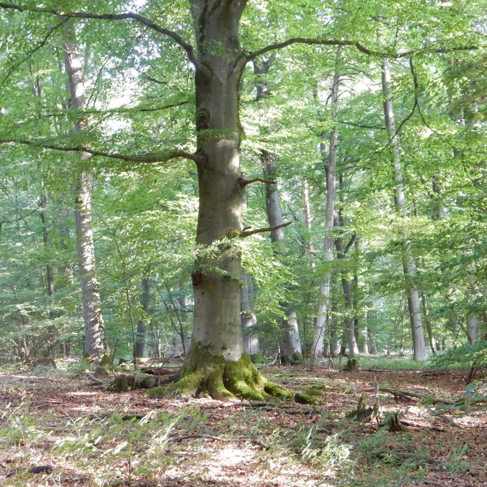 Baum des Jahres 2022: Die Rotbuche