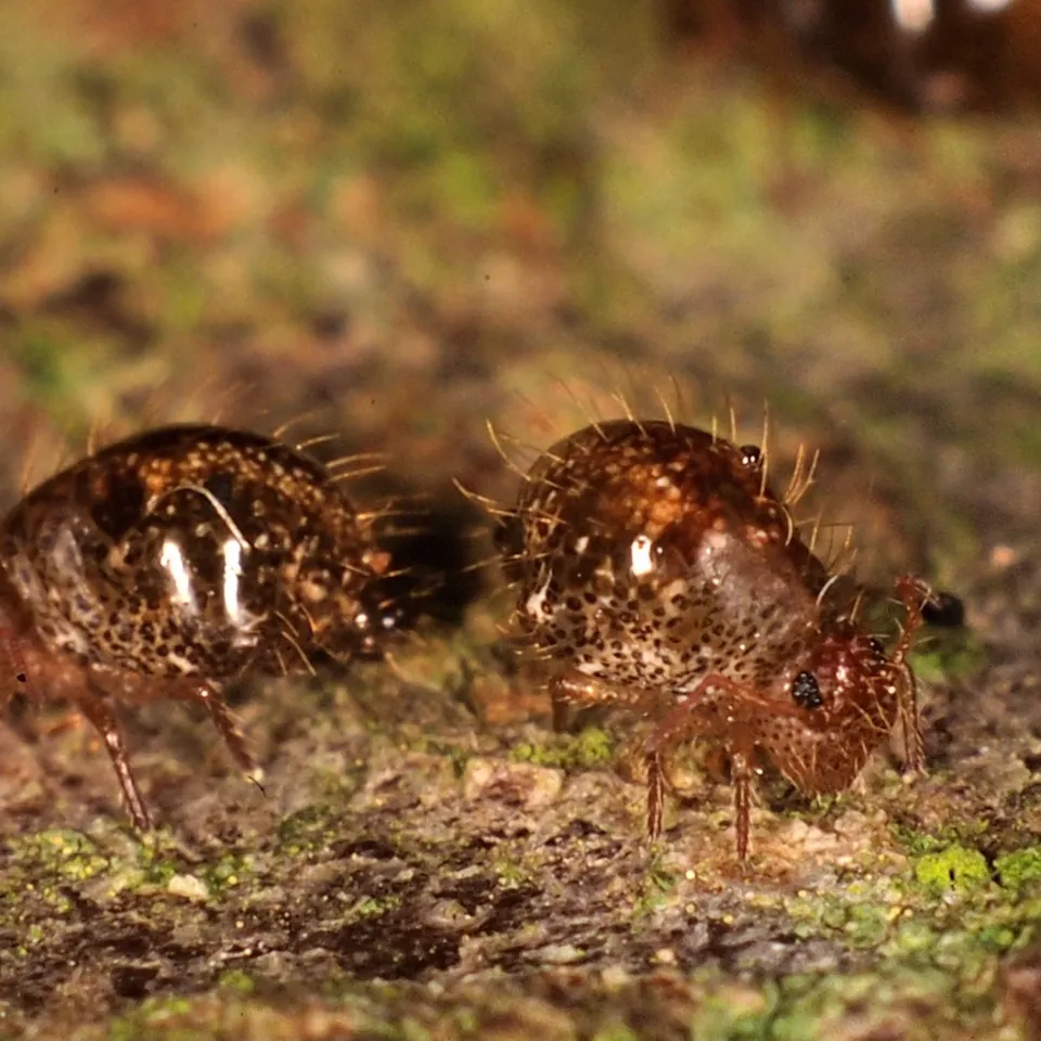 Insekt des Jahres 2016: Der Dunkelbraune Kugelspringer