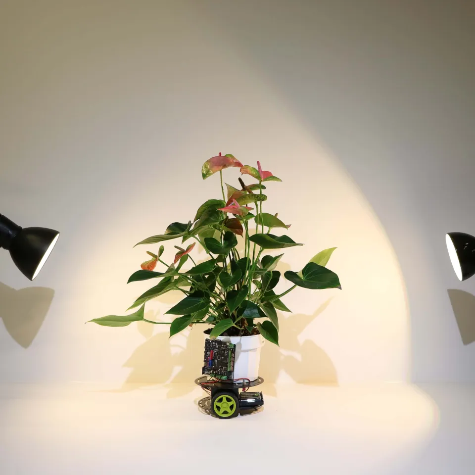 Elowan und das Licht