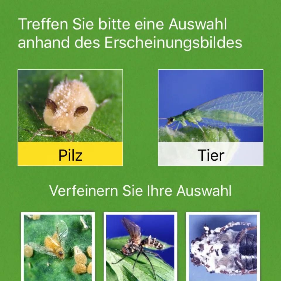 Die nützliche Nützlinge-App