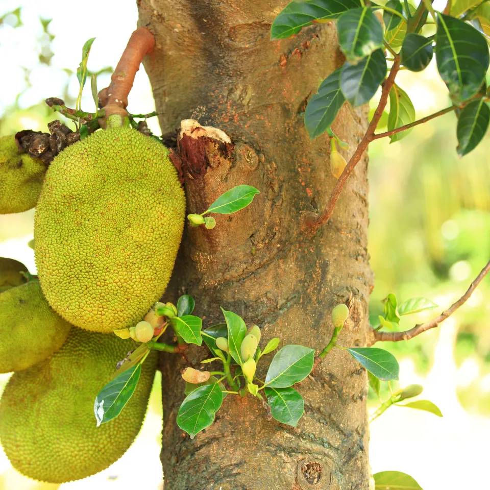 Jackfrucht – die größte Baumfrucht der Welt