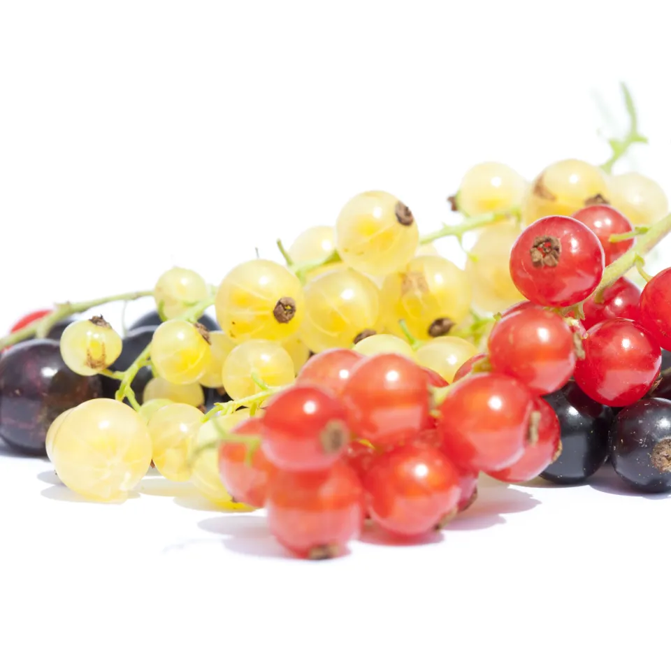 Johannisbeeren im Garten