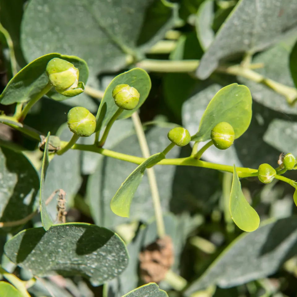 Würziger mit Kapern