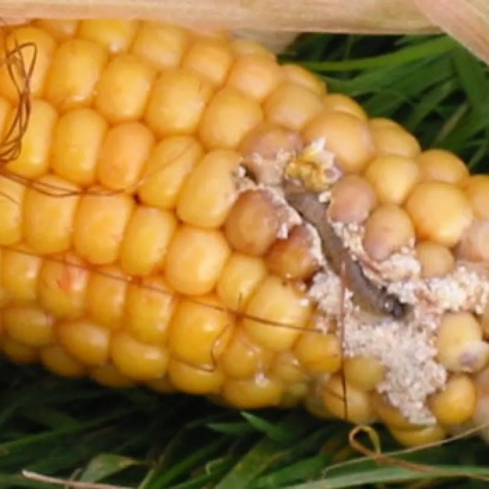 Maiszünsler machen sich in NRW immer breiter