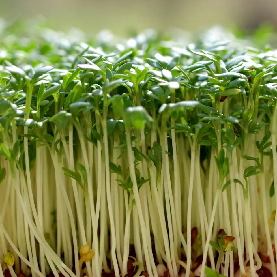 Sprossen: hochkonzentrierte Nahrung