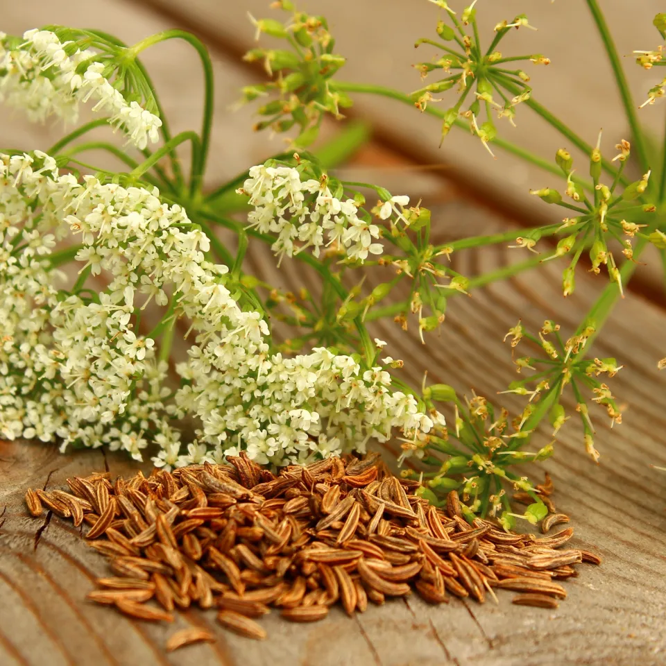 Echter Kümmel ist "Arzneipflanze des Jahres 2016"