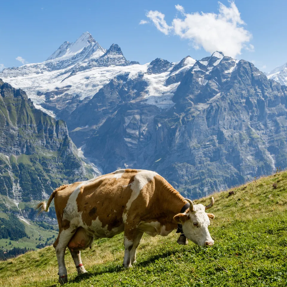 Boden des Jahres 2018: Der Alpenboden