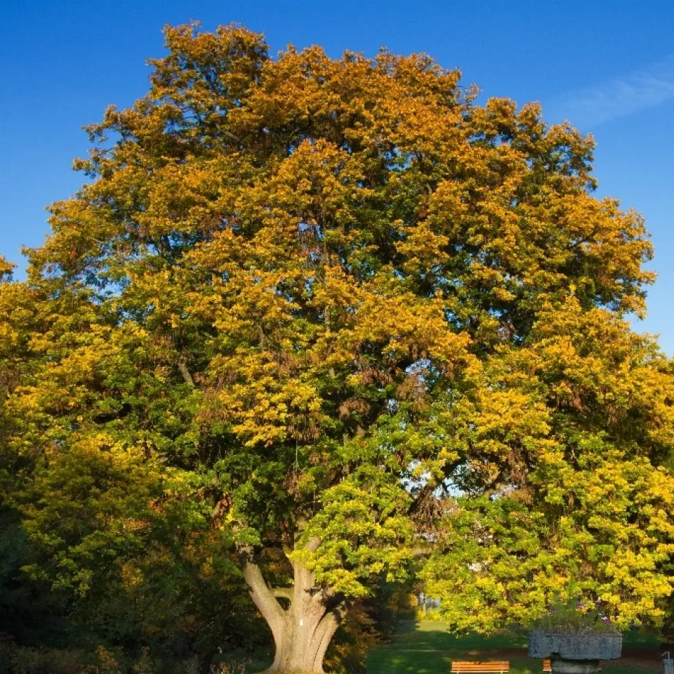 "Am Brunnen vor dem Tore ..."