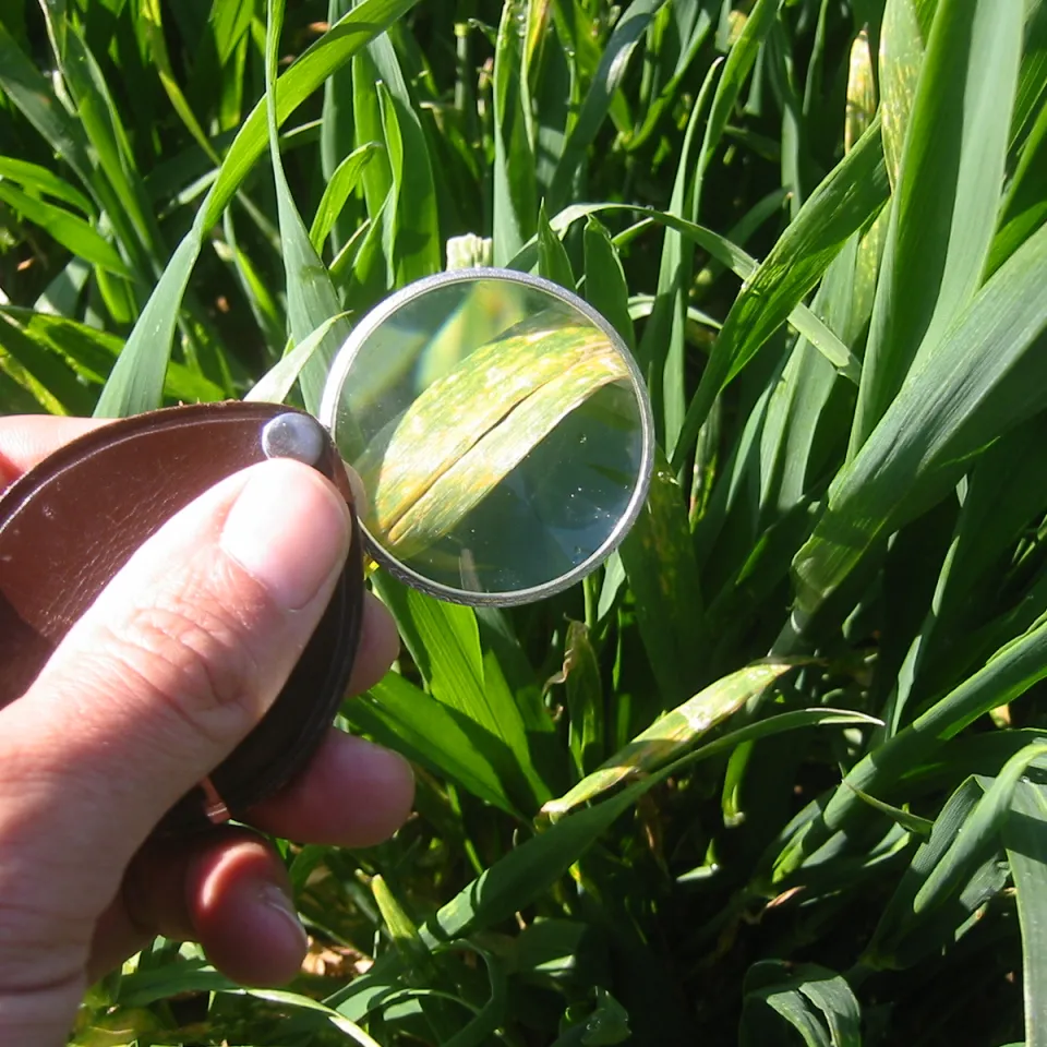 Investitionen in gesundes Getreide