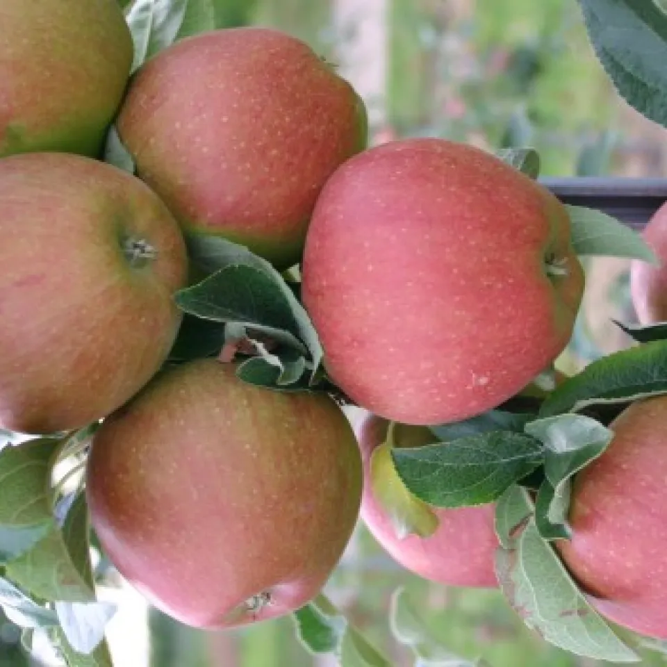 Alte und neue Apfelsorten haben ihre Fans