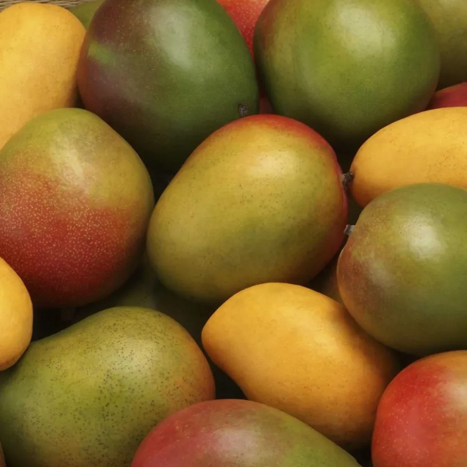 Mango: exotisch und empfindlich