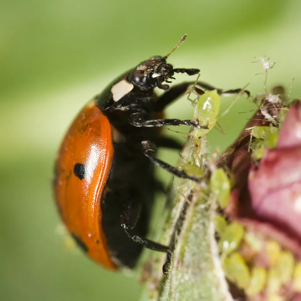Gartenbau: Wie viel Pflanzenschutz geht mit Nützlingen?