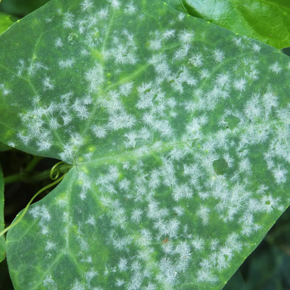 Der heilige Gral: Chitosane als „Pflanzen-Impfstoff“