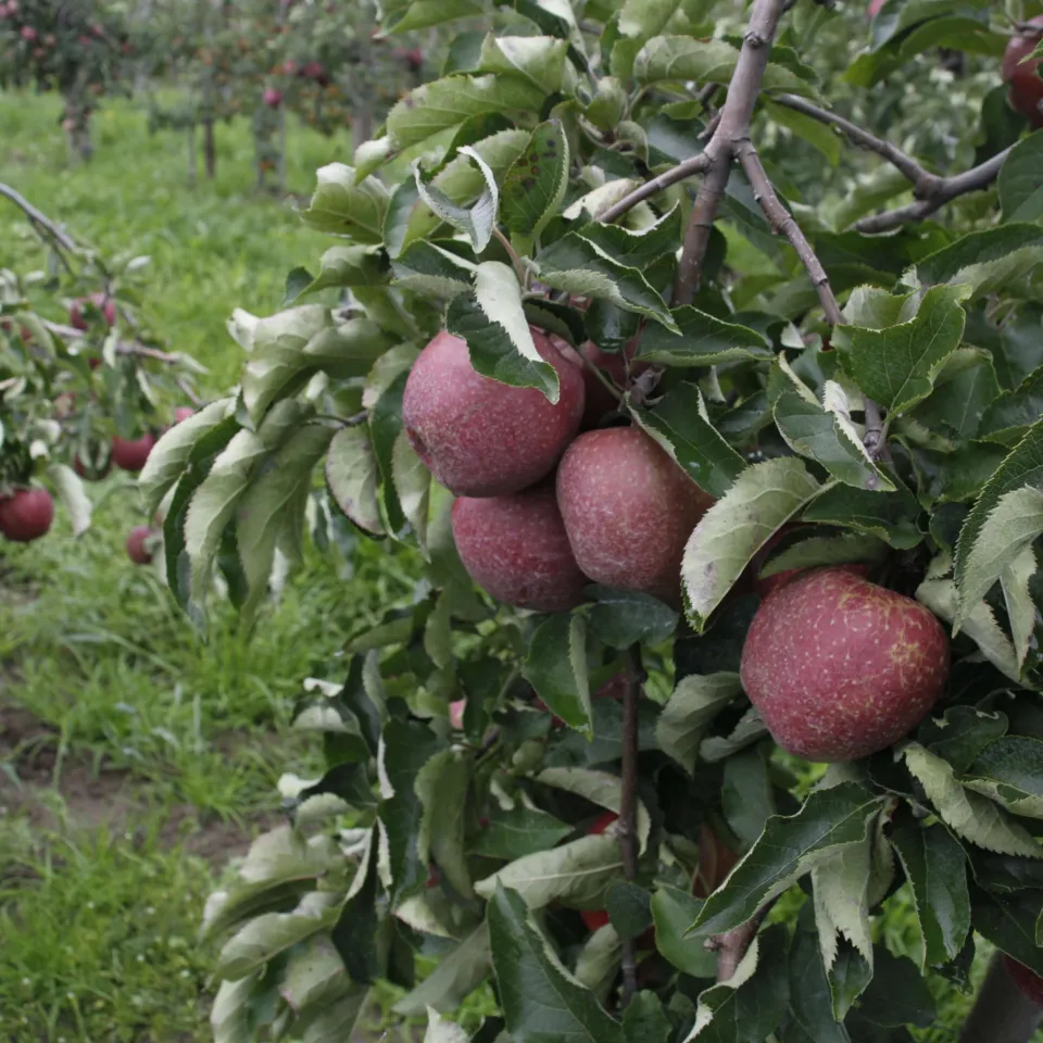 Welche Pflanzenzüchtung brauchen wir für den Klimawandel?
