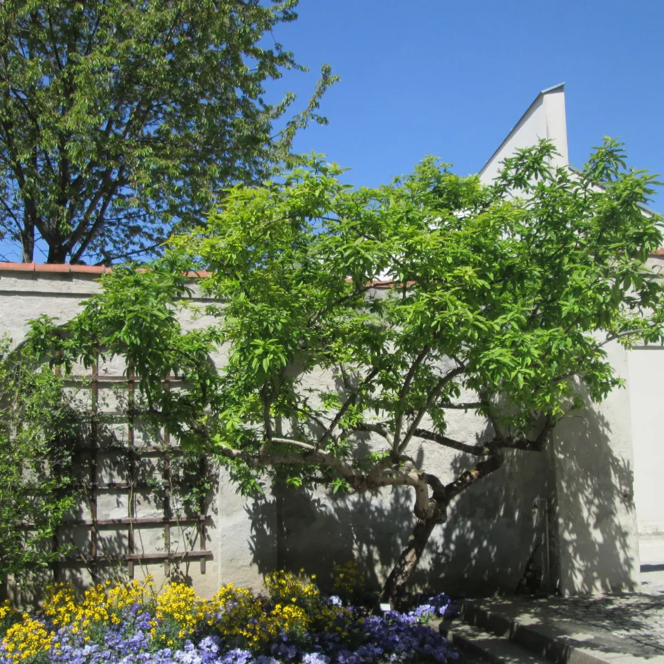 Die Mispel: Ein echter Hingucker im Garten