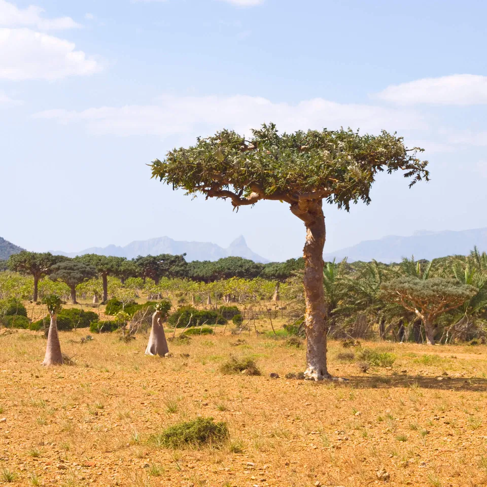 Der Myrrhenbaum ist "Arzneipflanze des Jahres 2021"
