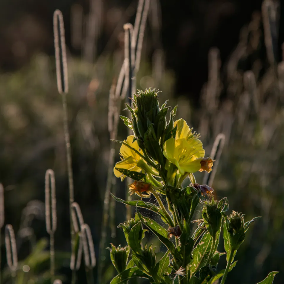 Gelb blüht die Nachtkerze im Dunkeln