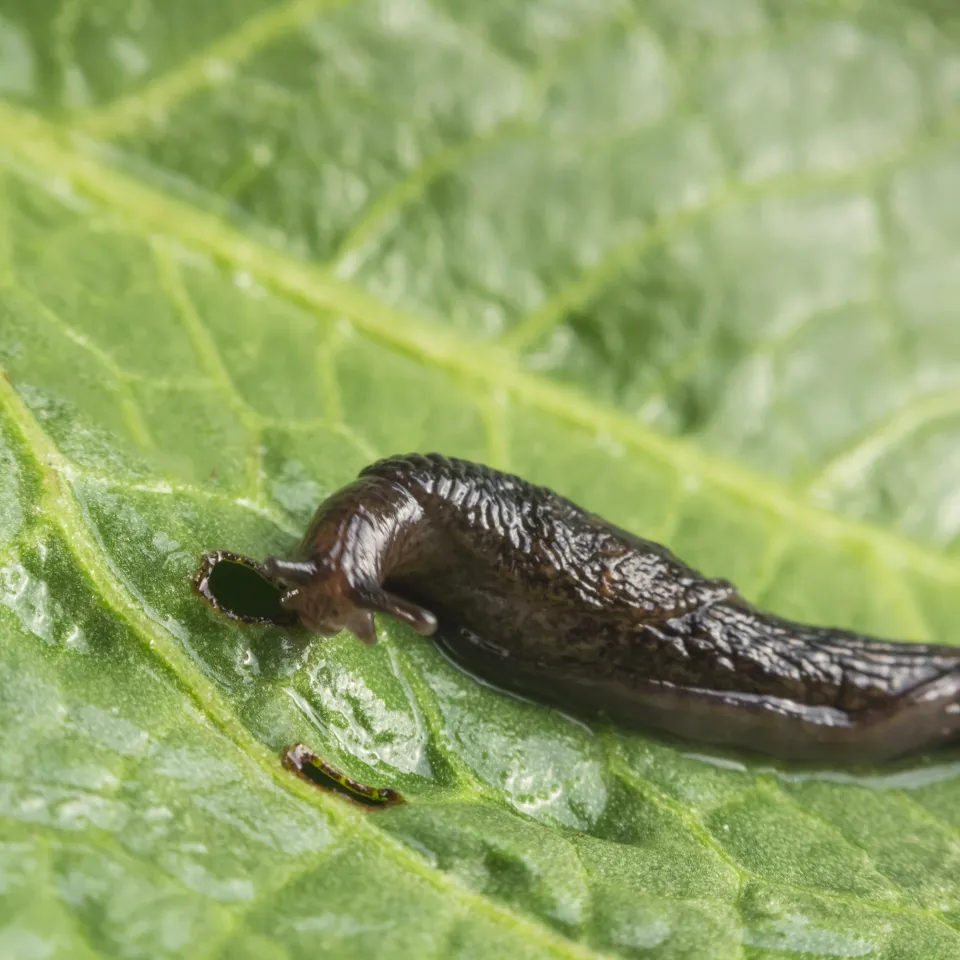 Gefräßig-schleimige Mitesser auf dem Acker