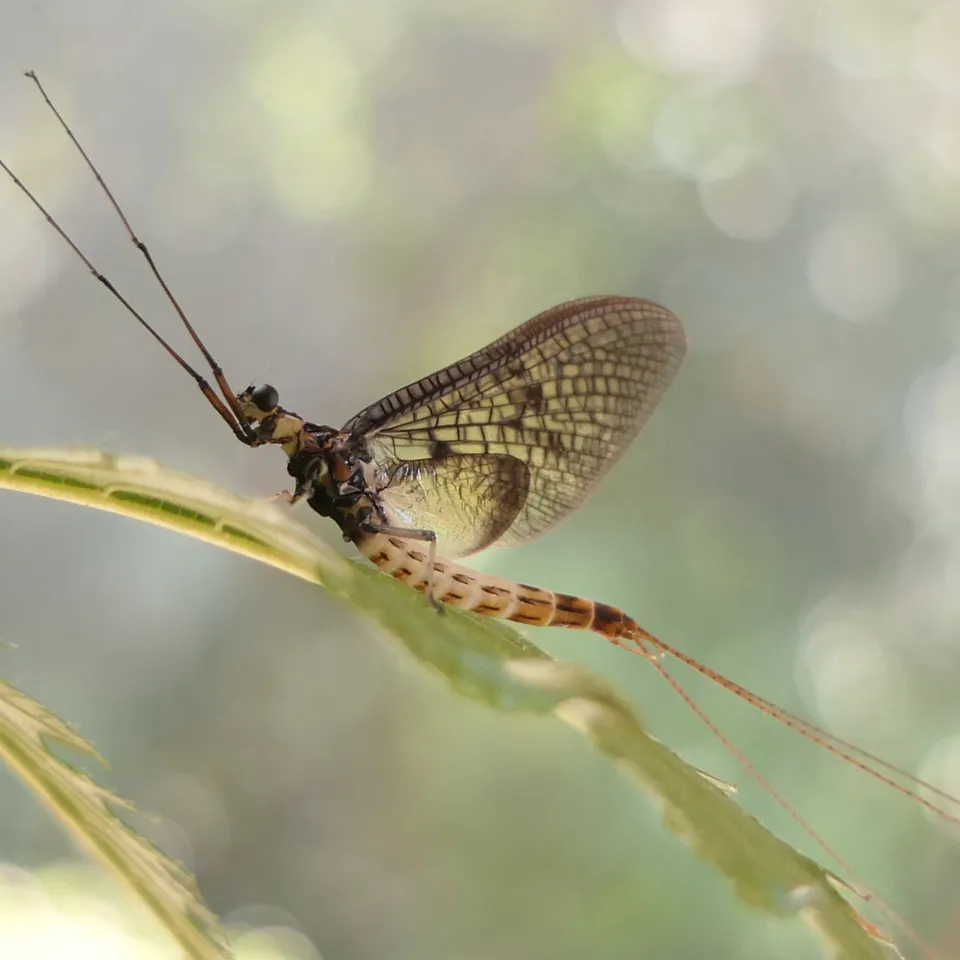 Insekt des Jahres 2021 ist die Dänische Eintagsfliege