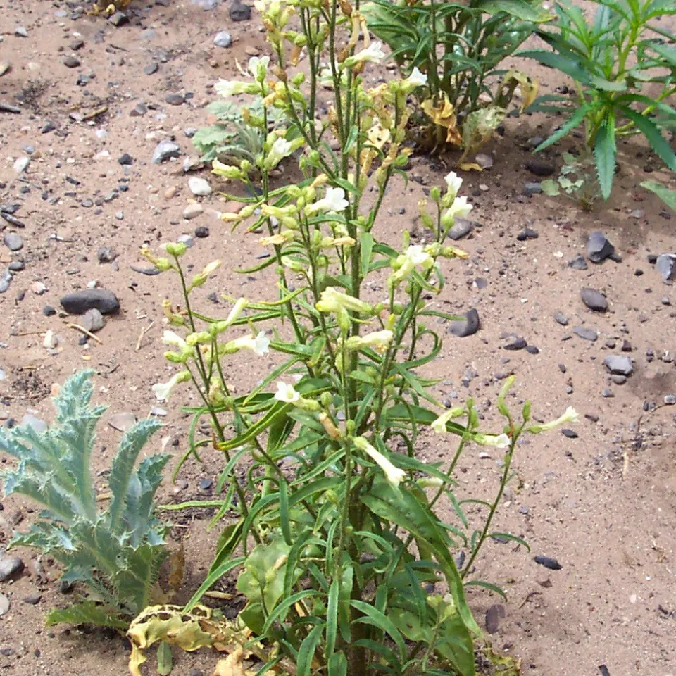 Wie Raupen Pflanzengifte abbauen