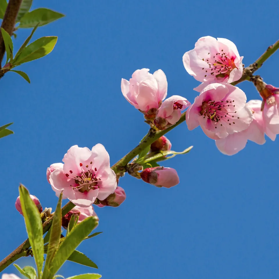 Kleiner Kalender: Der Pfirsichblütentag