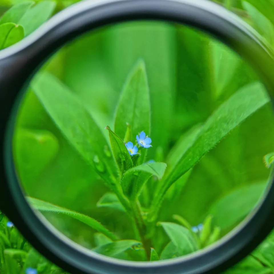 Zeigerpflanzen lügen nicht